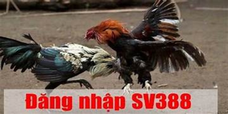 Trình tự đăng nhập tại nhà cái SV388