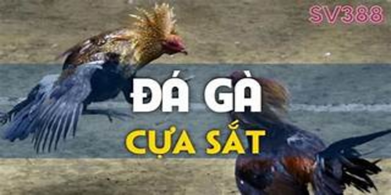 Đá gà cựa sắt SV388 hấp dẫn